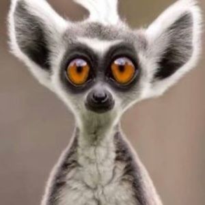 Meet your Posher, Ken